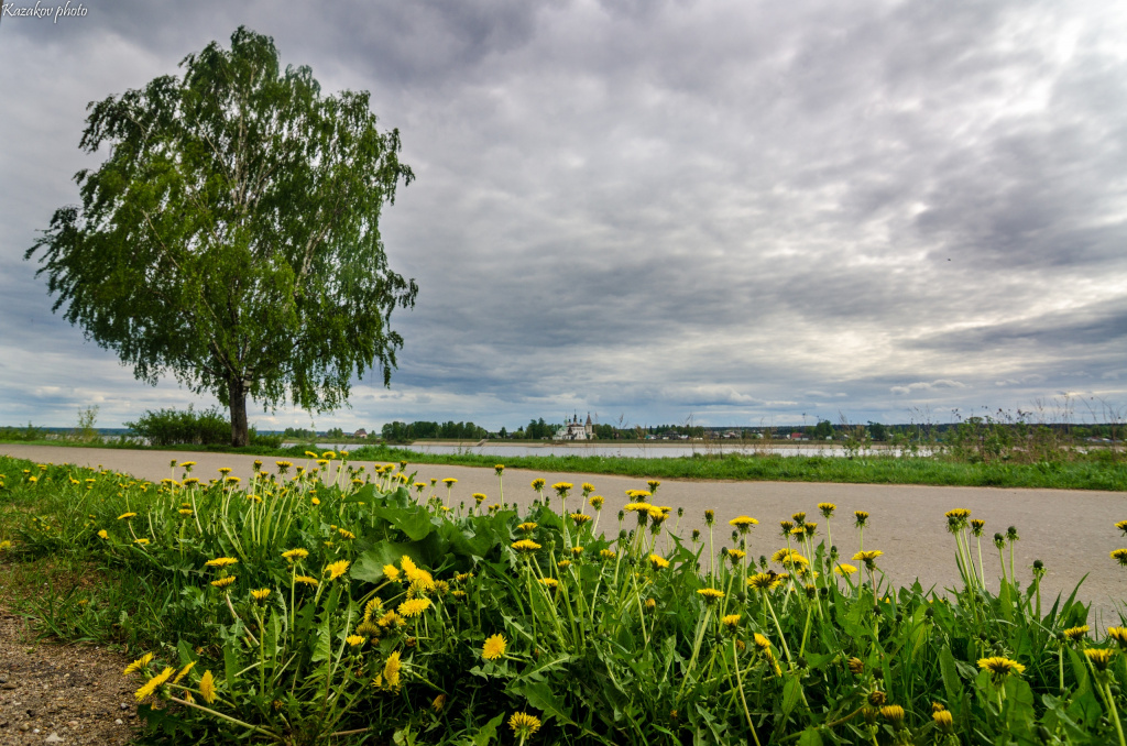 одуванчики