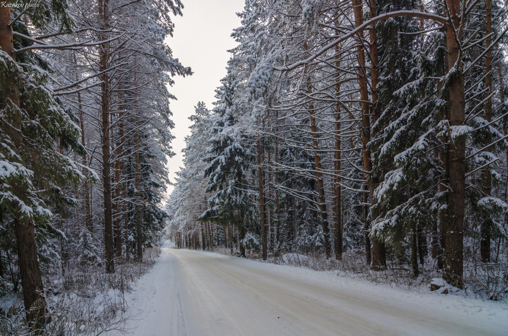 много снега вокруг леса